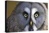 Great Grey Owl-Duncan Shaw-Stretched Canvas