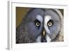 Great Grey Owl-Duncan Shaw-Framed Premium Photographic Print