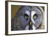 Great Grey Owl-Duncan Shaw-Framed Premium Photographic Print