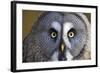 Great Grey Owl-Duncan Shaw-Framed Premium Photographic Print