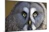 Great Grey Owl-Duncan Shaw-Mounted Premium Photographic Print