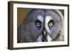 Great Grey Owl-Duncan Shaw-Framed Photographic Print