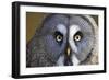 Great Grey Owl-Duncan Shaw-Framed Photographic Print