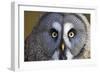 Great Grey Owl-Duncan Shaw-Framed Photographic Print