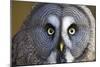 Great Grey Owl-Duncan Shaw-Mounted Photographic Print