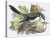 Great Grey Shrike-English-Stretched Canvas