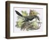 Great Grey Shrike-English-Framed Giclee Print