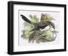 Great Grey Shrike-English-Framed Giclee Print