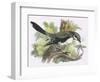 Great Grey Shrike-English-Framed Giclee Print