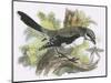 Great Grey Shrike-English-Mounted Giclee Print