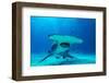 Great hammerhead shark, Bimini, Bahamas, Caribbean Sea-David Hall-Framed Photographic Print