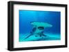 Great hammerhead shark, Bimini, Bahamas, Caribbean Sea-David Hall-Framed Photographic Print