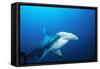 Great Hammerhead Shark Front-View of Back-null-Framed Stretched Canvas