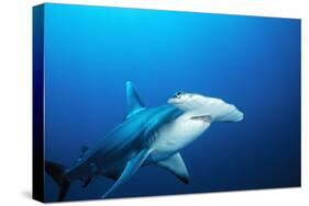 Great Hammerhead Shark Front-View of Back-null-Stretched Canvas