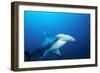 Great Hammerhead Shark Front-View of Back-null-Framed Photographic Print