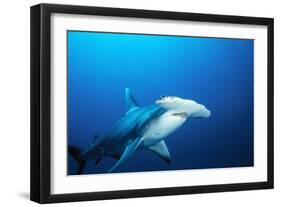 Great Hammerhead Shark Front-View of Back-null-Framed Photographic Print