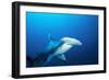 Great Hammerhead Shark Front-View of Back-null-Framed Photographic Print