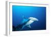 Great Hammerhead Shark Front-View of Back-null-Framed Photographic Print