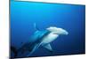 Great Hammerhead Shark Front-View of Back-null-Mounted Photographic Print