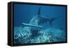 Great Hammerhead Shark Swimming-null-Framed Stretched Canvas