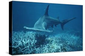 Great Hammerhead Shark Swimming-null-Stretched Canvas