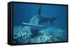 Great Hammerhead Shark Swimming-null-Framed Stretched Canvas