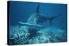 Great Hammerhead Shark Swimming-null-Stretched Canvas