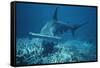 Great Hammerhead Shark Swimming-null-Framed Stretched Canvas