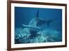 Great Hammerhead Shark Swimming-null-Framed Photographic Print