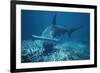 Great Hammerhead Shark Swimming-null-Framed Photographic Print