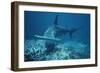 Great Hammerhead Shark Swimming-null-Framed Photographic Print