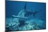 Great Hammerhead Shark Swimming-null-Mounted Photographic Print