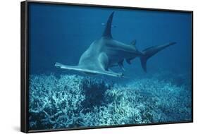 Great Hammerhead Shark Swimming-null-Framed Photographic Print