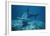 Great Hammerhead Shark Swimming-null-Framed Photographic Print