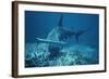 Great Hammerhead Shark Swimming-null-Framed Photographic Print