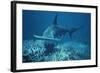 Great Hammerhead Shark Swimming-null-Framed Photographic Print