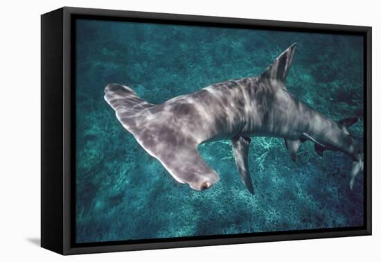 Great Hammerhead Shark-null-Framed Stretched Canvas