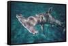 Great Hammerhead Shark-null-Framed Stretched Canvas