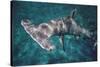 Great Hammerhead Shark-null-Stretched Canvas