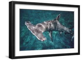 Great Hammerhead Shark-null-Framed Premium Photographic Print