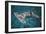 Great Hammerhead Shark-null-Framed Premium Photographic Print