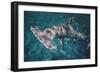 Great Hammerhead Shark-null-Framed Premium Photographic Print