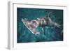 Great Hammerhead Shark-null-Framed Premium Photographic Print