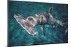 Great Hammerhead Shark-null-Mounted Premium Photographic Print