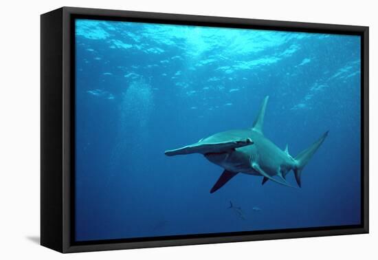 Great Hammerhead Shark-null-Framed Stretched Canvas