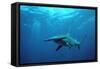 Great Hammerhead Shark-null-Framed Stretched Canvas