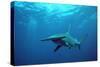 Great Hammerhead Shark-null-Stretched Canvas