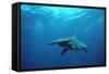 Great Hammerhead Shark-null-Framed Stretched Canvas