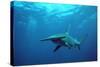 Great Hammerhead Shark-null-Stretched Canvas