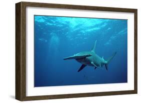 Great Hammerhead Shark-null-Framed Photographic Print